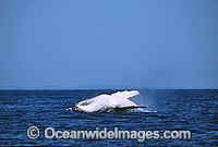 Humpback Whale breaching mother and calf Photo - Gary Bell