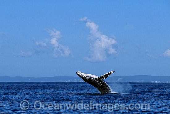 Humpback Whale Megaptera novaeangliae photo