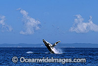 Humpback Whale Megaptera novaeangliae Photo - Gary Bell