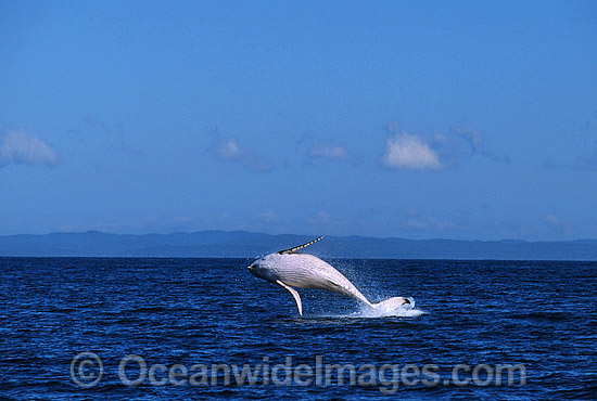 Humpback Whale Megaptera novaeangliae photo