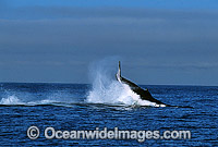 Humpback Whale tail slapping on surface Photo - Gary Bell