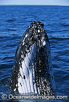 Humpback Whale spy hopping showing tubercles Photo - Gary Bell
