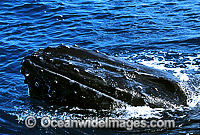 Humpback Whale spy hoppingshowing tubercles Photo - Gary Bell
