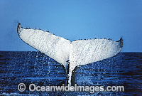 Humpback Whale pectoral fin slapping on surface Photo - Gary Bell
