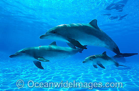 indo pacific bottlenose dolphin and bottlenose dolphin