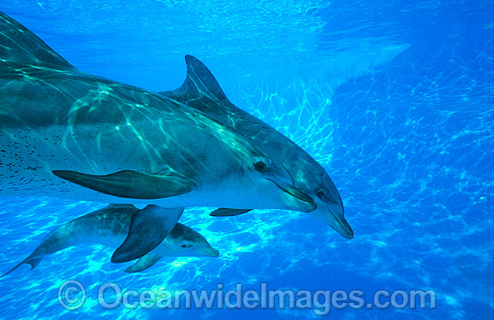 Dolphin mother and baby photo