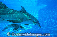 Dolphin mother and baby Photo - Gary Bell