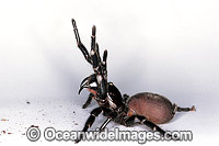Sydney Funnel-web Spider Atrax robustus Photo - Gary Bell