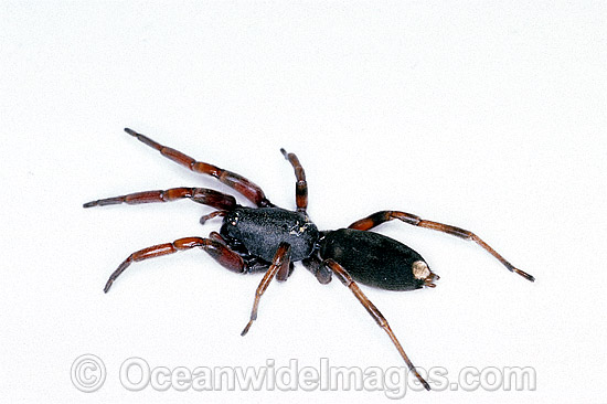 White-tailed Spider Lampona cylindrata  photo