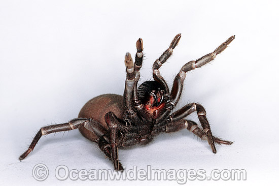 female mouse spider
