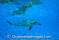 Indo-Pacific Bottlenose Dolphin Photo - Gary Bell