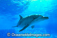 Bottlenose Dolphin Photo - Gary Bell