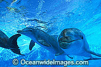 Indo-Pacific Bottlenose Dolphin Photo - Gary Bell