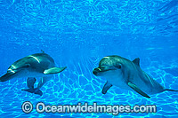 Dolphin pair Photo - Gary Bell