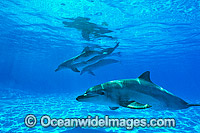Indo-Pacific Bottlenose Dolphin pod Photo - Gary Bell