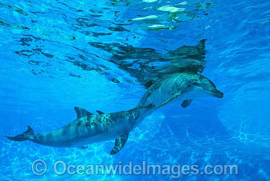 Bottlenose Dolphin male courting female photo