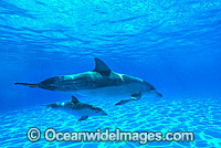 Indo-Pacific Bottlenose Dolphin mother and baby Photo - Gary Bell