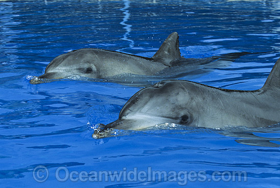 Indo-Pacific Bottlenose Dolphin Tursiops aduncas photo