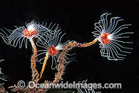 Hydroid colony Photo - Gary Bell