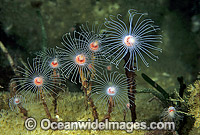 Hydroid colony Photo - Gary Bell