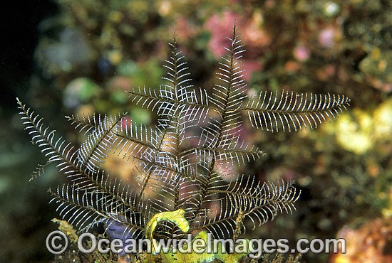 Stinging Hydroid Macrorhynchia philippina photo