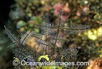 Stinging Hydroid Macrorhynchia philippina Photo - Gary Bell