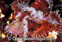 Small-scale Scorpionfish Scorpaenopsis oxycephala Photo - Gary Bell
