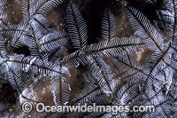 Stinging Hydroid Macrorhynchia philippina Photo - Gary Bell