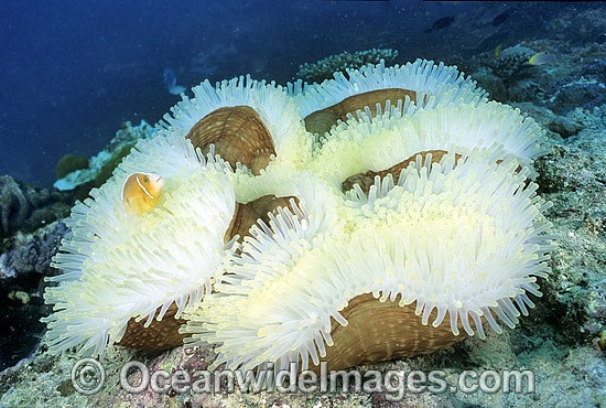 Pink Anemonefish in bleached Anemone photo
