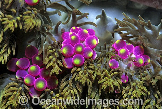 Grape-like Sea Anemone photo