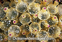 Bulb Tentacle Sea Anemone Photo - Gary Bell