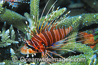 Ragged-finned Lionfish Photo - Gary Bell
