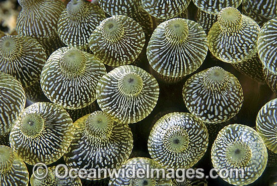 Bulb Tentacle Sea Anemone photo