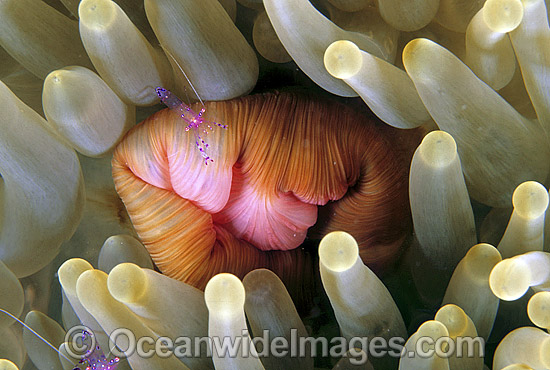 Anemone Shrimp at mouth of Sea Anemone photo