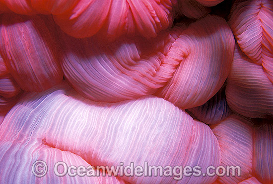 Feeding mouth of a Sea Anemone photo