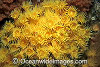 Colony of Yellow Zoanthids Photo - Gary Bell