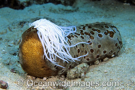 Leopard Sea Cucumber extruding Cuvierian tubules photo