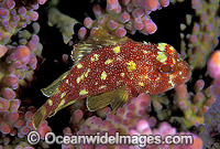 Coral Scorpionfish Sebastapistes cyanostigma Photo - Gary Bell