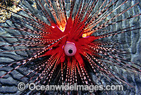 Sea Urchin Diadema palmeri Photo - Gary Bell