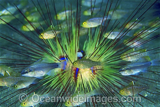 Cardinalfish in Sea Urchin photo