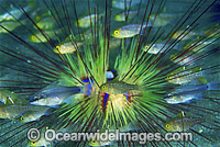 Cardinalfish in Sea Urchin Photo - Gary Bell