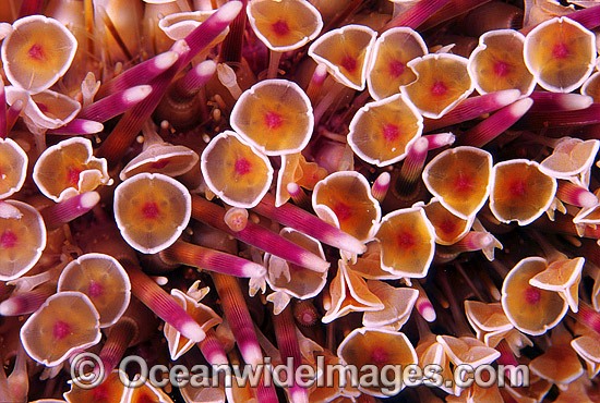 Flower Sea Urchin Toxopneustes pileolus photo