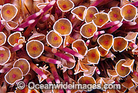 Flower Sea Urchin Toxopneustes pileolus Photo - Gary Bell