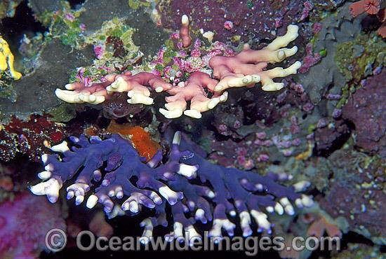 Lace Coral Distichopora violacea photo
