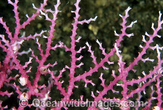 Lace Coral Great Barrier Reef photo