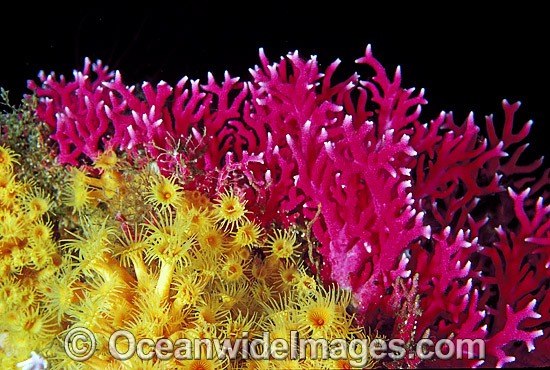 Lace Coral and Yellow Zoanthids photo
