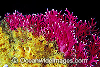 Lace Coral and Yellow Zoanthids Photo - Gary Bell
