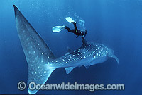 Whale Shark and Diver Photo - Gary Bell