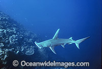 Great Hammerhead Shark Photo - Gary Bell