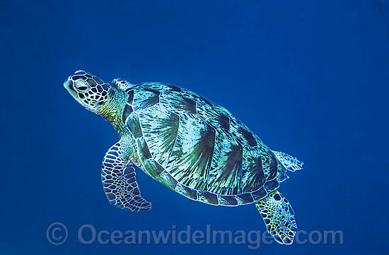 Green Sea Turtle Chelonia mydas photo